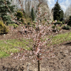 Prunus incisa 'Cunera' -Сакура ;  Вишня декоративная - Prunus incisa 'Cunera'