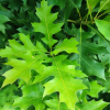 Quercus palustris 'Green Dwarf'   - Pin oak - Quercus palustris 'Green Dwarf'