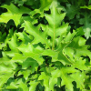 Quercus palustris 'Green Dwarf'   - Pin oak - Quercus palustris 'Green Dwarf'