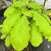 Quercus rubra   'Aurea'  - Дуб красный - Quercus rubra  'Aurea' ; Quercus borealis