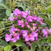 Robinia elliottii - Borstige Robinie ; Scheinakazie - Robinia elliottii ; Robinia hispida var. rosea