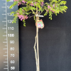 Robinia elliottii - Locust Trees Elliotta - Robinia elliottii ; Robinia hispida var. rosea