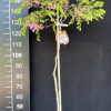 Robinia elliottii - Borstige Robinie ; Scheinakazie - Robinia elliottii ; Robinia hispida var. rosea