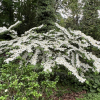 Viburnum plicatum 'Shasta' -Калина складчатая - Viburnum plicatum 'Shasta'