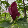 Black Bird - magnolia - Magnolia 'Black Bird'