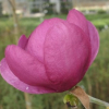 'Jurmag 1' Black Tulip - Magnolie - 'Jurmag 1' Black Tulip - Magnolia