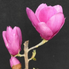 Cleopatra - Tulpen-Magnolie - Magnolia  ×soulangeana 'Cleopatra'