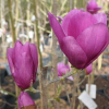 Cleopatra - Tulpen-Magnolie - Magnolia  ×soulangeana 'Cleopatra'