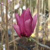 'MGEMP2012' EMPEROR PBR- Magnolie - Magnolia 'MGEMP2012' EMPEROR PBR