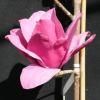 'MGEMP2012' EMPEROR PBR- Magnolie - Magnolia 'MGEMP2012' EMPEROR PBR