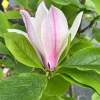 denudata 'Dan Xin' FRAGRANT CLOUD - magnolia naga - Magnolia denudata 'Dan Xin' FRAGRANT CLOUD