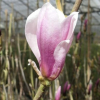 denudata 'Dan Xin' FRAGRANT CLOUD - magnolia naga - Magnolia denudata 'Dan Xin' FRAGRANT CLOUD