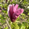 liliiflora 'Nigra' - purple magnolia - Magnolia liliiflora Nigra