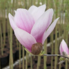 Satisfaction - Tulpen-Magnolie - Satisfaction - Magnolia soulangeana