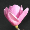 Sweet Valentine - Magnolie - Magnolia 'Sweet Valentine'