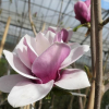 Venus - Magnolia Tree - Venus - Magnolia ; (magnolia 'Bl T' x magnolia 'Pick's Ruby')