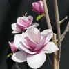 Venus - magnolia - Venus - Magnolia ; (magnolia 'Bl T' x magnolia 'Pick's Ruby')