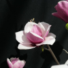 Venus - Magnolia Tree - Venus - Magnolia ; (magnolia 'Bl T' x magnolia 'Pick's Ruby')