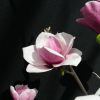 Venus - magnolia - Venus - Magnolia ; (magnolia 'Bl T' x magnolia 'Pick's Ruby')