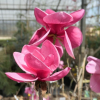 Watermelon - Magnolie - Magnolia 'Watermelon'