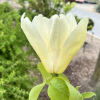 Yellow Lantern - Magnolie - Magnolia 'Yellow Lantern'