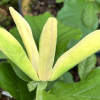 Yellow Sea - magnolia - Magnolia 'Yellow Sea'