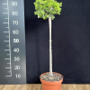 Picea abies 'Tompa'  -Ель обыкновенная - Picea abies 'Tompa'