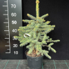 Picea pungens 'Glauca Colorado' - Eль колючая - Picea pungens 'Glauca Colorado'