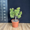 Pinus mugo 'Kokarde' - kosodrzewina - Pinus mugo 'Kokarde'