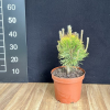 Pinus mugo 'Zundert' - Cосна горная - Pinus mugo 'Zundert'