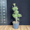 Pinus parviflora 'Hagaromo Seedling' - Japanese White Pine - Pinus parviflora 'Hagaromo Seedling'