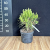Pinus sylvestris  'Moseri' - Cосна обыкновенная - Pinus sylvestris  'Moseri'