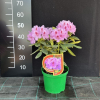 Libin PBR - Rhododendron hybrid - Rhododendron hybridum 'Libin' PBR