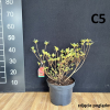Fridoline - Azalee - Fridoline - Rhododendron