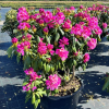 Kazimierz Odnowiciel ROYAL VIOLET PBR - Rhododendron hybrid - Kazimierz Odnowiciel ROYAL VIOLET PBR - Rhododendron hybridum