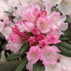 King's Ride - różanecznik jakuszimański - King's Ride - Rhododendron yakushimanum