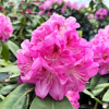 Bečov - różanecznik wielkokwiatowy - Rhododendron hybridum 'Bečov'