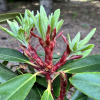 Bouzov - różanecznik wielkokwiatowy - Rhododendron hybridum 'Bouzov'