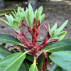 Bouzov - Rhododendron hybrid - Rhododendron hybridum 'Bouzov'