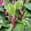 Bouzov - Rhododendron hybrid - Rhododendron hybridum 'Bouzov'