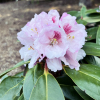 Bouzov - różanecznik wielkokwiatowy - Rhododendron hybridum 'Bouzov'