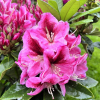 Děvín PBR - różanecznik wielkokwiatowy - Rhododendron hybridum 'Děvín' PBR