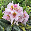 Hostýn PBR - różanecznik wielkokwiatowy - Rhododendron hybridum 'Hostýn' PBR