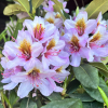 Hostýn PBR - Rhododendron hybrid - Rhododendron hybridum 'Hostýn' PBR