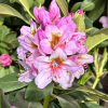 Hostýn PBR - różanecznik wielkokwiatowy - Rhododendron hybridum 'Hostýn' PBR