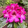 Ještěd PBR - różanecznik wielkokwiatowy - Rhododendron hybridum 'Ještěd' PBR