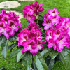 Ještěd PBR - różanecznik wielkokwiatowy - Rhododendron hybridum 'Ještěd' PBR