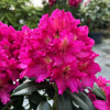 Klíč - Rhododendron hybrid - Rhododendron hybridum 'Klíč'