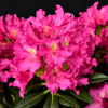 Klíč - różanecznik wielkokwiatowy - Rhododendron hybridum 'Klíč'