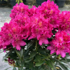 Klíč - Rhododendron hybrid - Rhododendron hybridum 'Klíč'